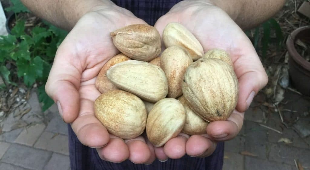 A handful of bunya-nuts
